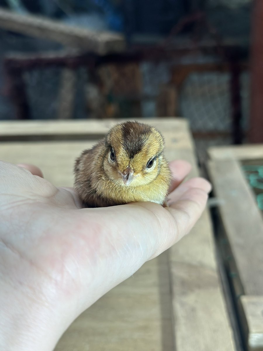 豊永裕美.食材探検家 (@harapeko64chan) / Posts and Replies / X