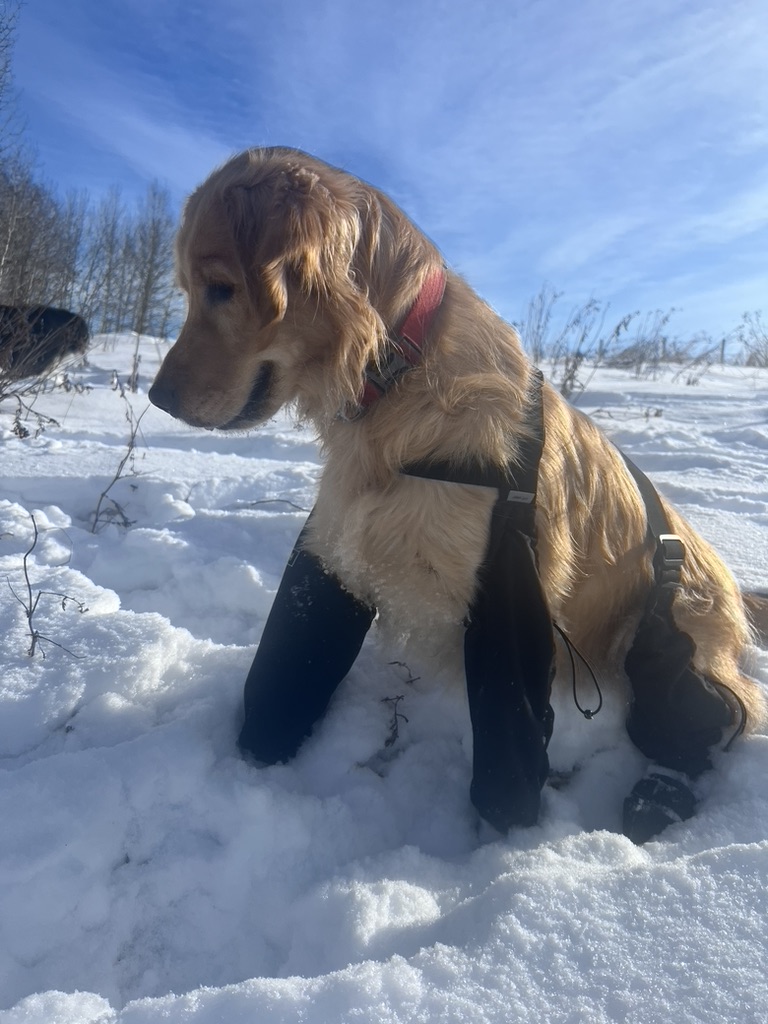 📣 BREAKING NEWS 📣
DOGS ARE STILL GOOD