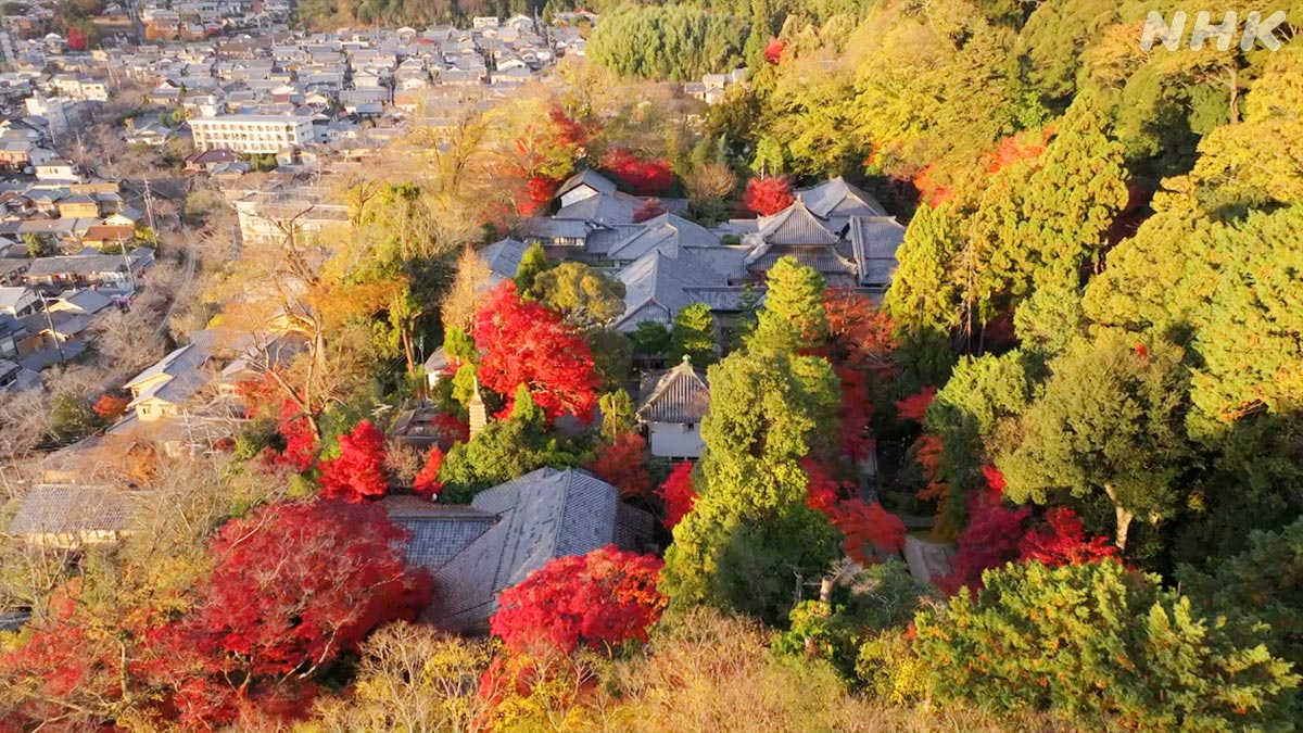 東山にたたずむ法然院は紅葉の名所🍁 境内からの風景はもちろんのこと