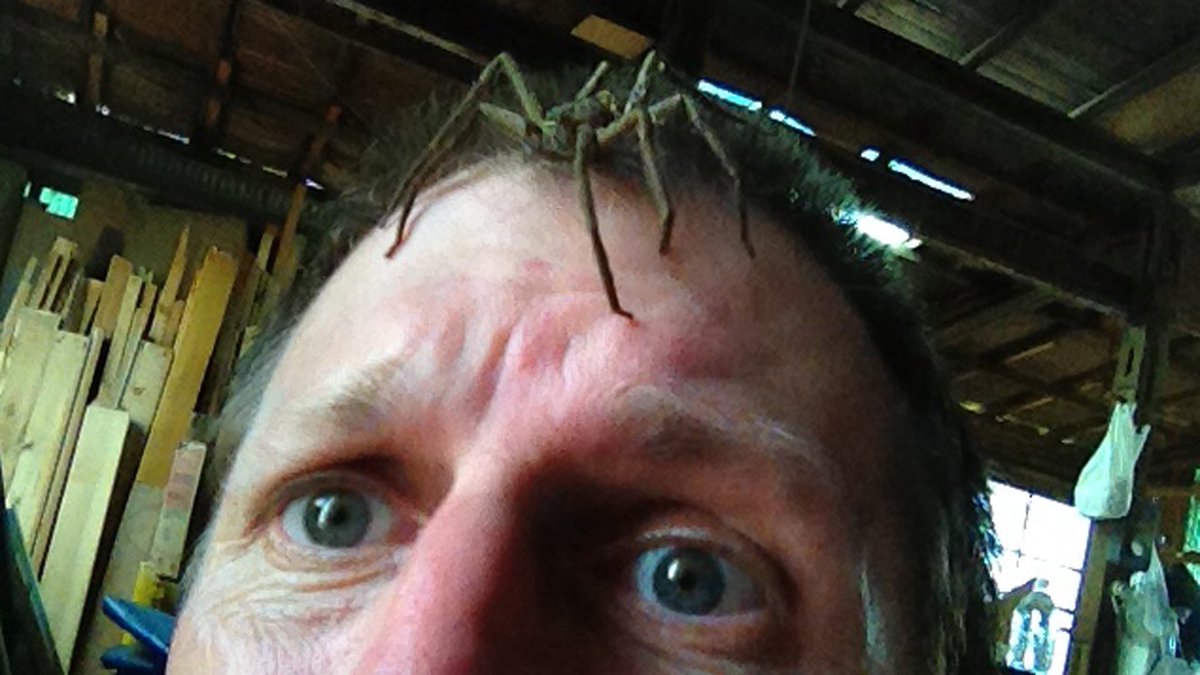 ☀️Kurt Bell (@softypapa) on Twitter photo <a href="/Tobaccopipesjap/">Tobacco Pipes Japan</a> Hi <a href="/Tobaccopipesjap/">Tobacco Pipes Japan</a>, It’s a big ol’ huntsman spider 🕷️ They’re everywhere here in summer—inside the house, in my shoe, the laundry, even the bath… and sometimes hanging right above my head on the ceiling while I sleep. 😅 <a href="/Tobaccopipesjap/">Tobacco Pipes Japan</a> Hi <a href="/Tobaccopipesjap/">Tobacco Pipes Japan</a>, It’s a big ol’ huntsman spider 🕷️ They’re everywhere here in summer—inside the house, in my shoe, the laundry, even the bath… and sometimes hanging right above my head on the ceiling while I sleep. 😅