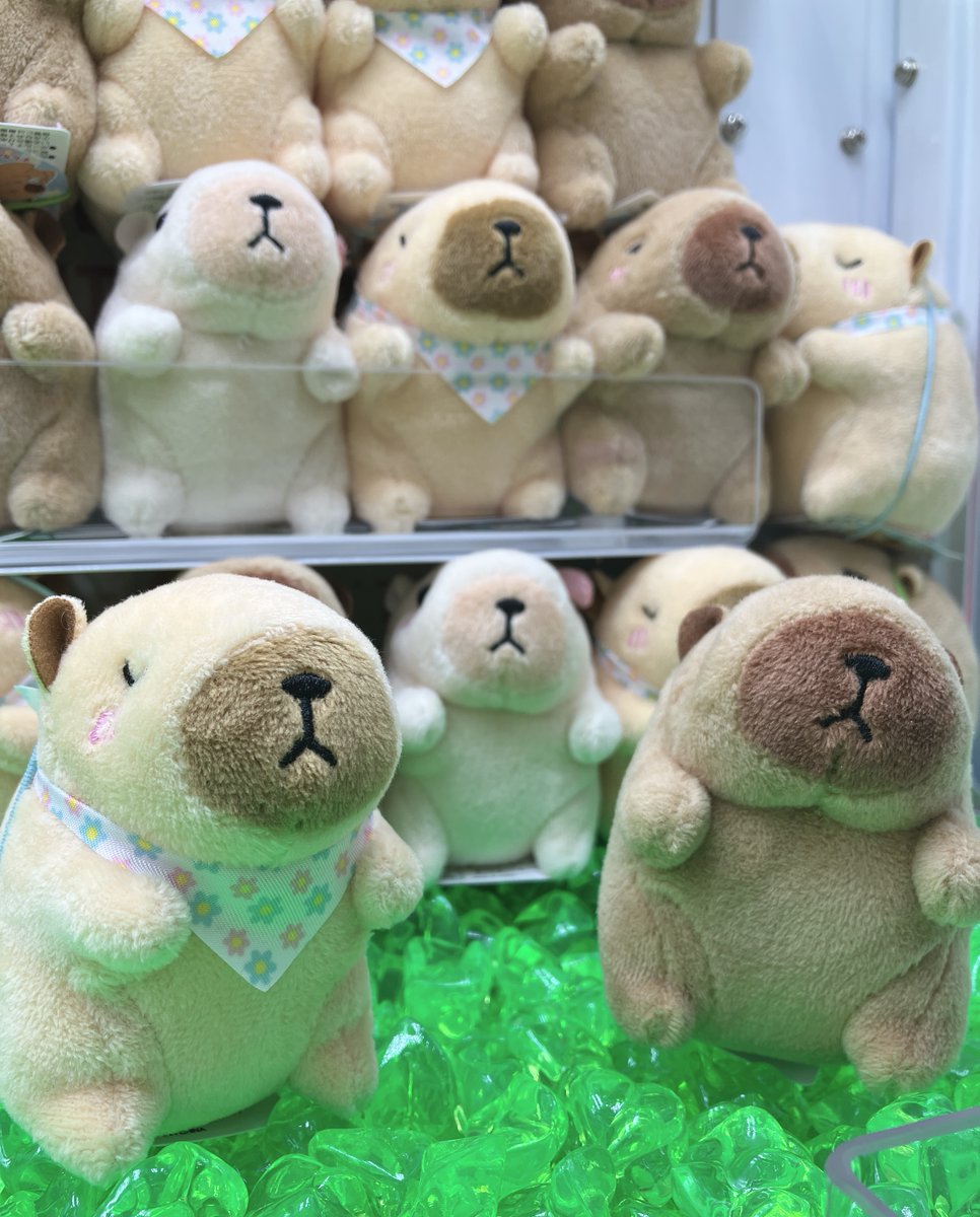 🤍景品情報🤍 しあわせハピバラちゃん 3種類のカピバラがいるので