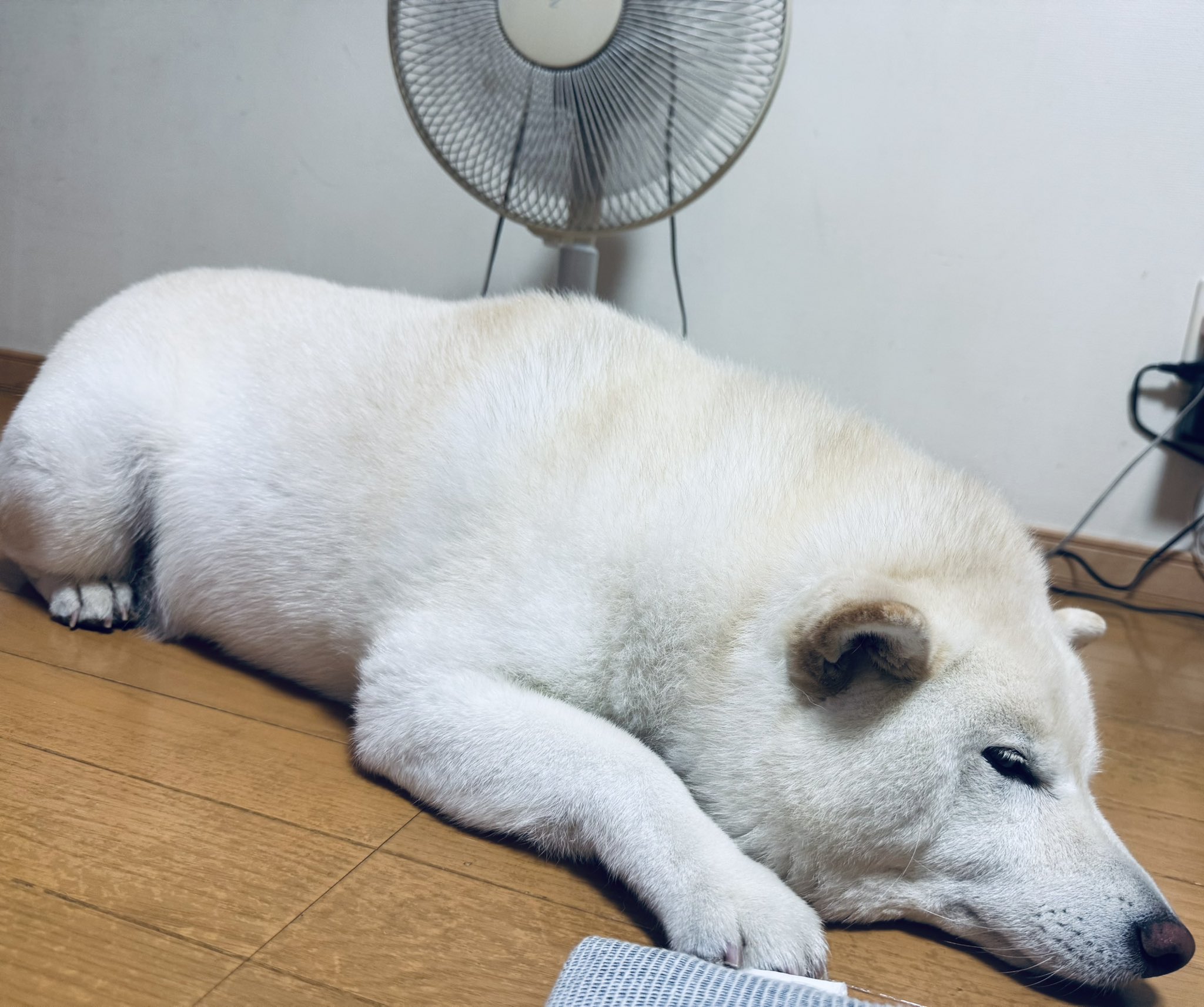 しろい犬 よちよち秋田犬/(赤毛・白毛・虎毛) | ハチふる SHIBUYA meets AKITA