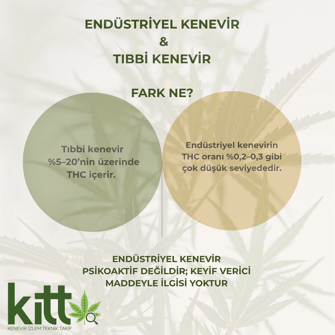 Endüstriyel kenevirin THC oranı %0,2–0,3’tür ve psikoaktif etkisi yoktur. 
Tıbbi kenevir ise yüksek THC içerir ve farklı bir kullanım alanına sahiptir. #EndüstriyelKenevir
#Kenevir
#KİTT