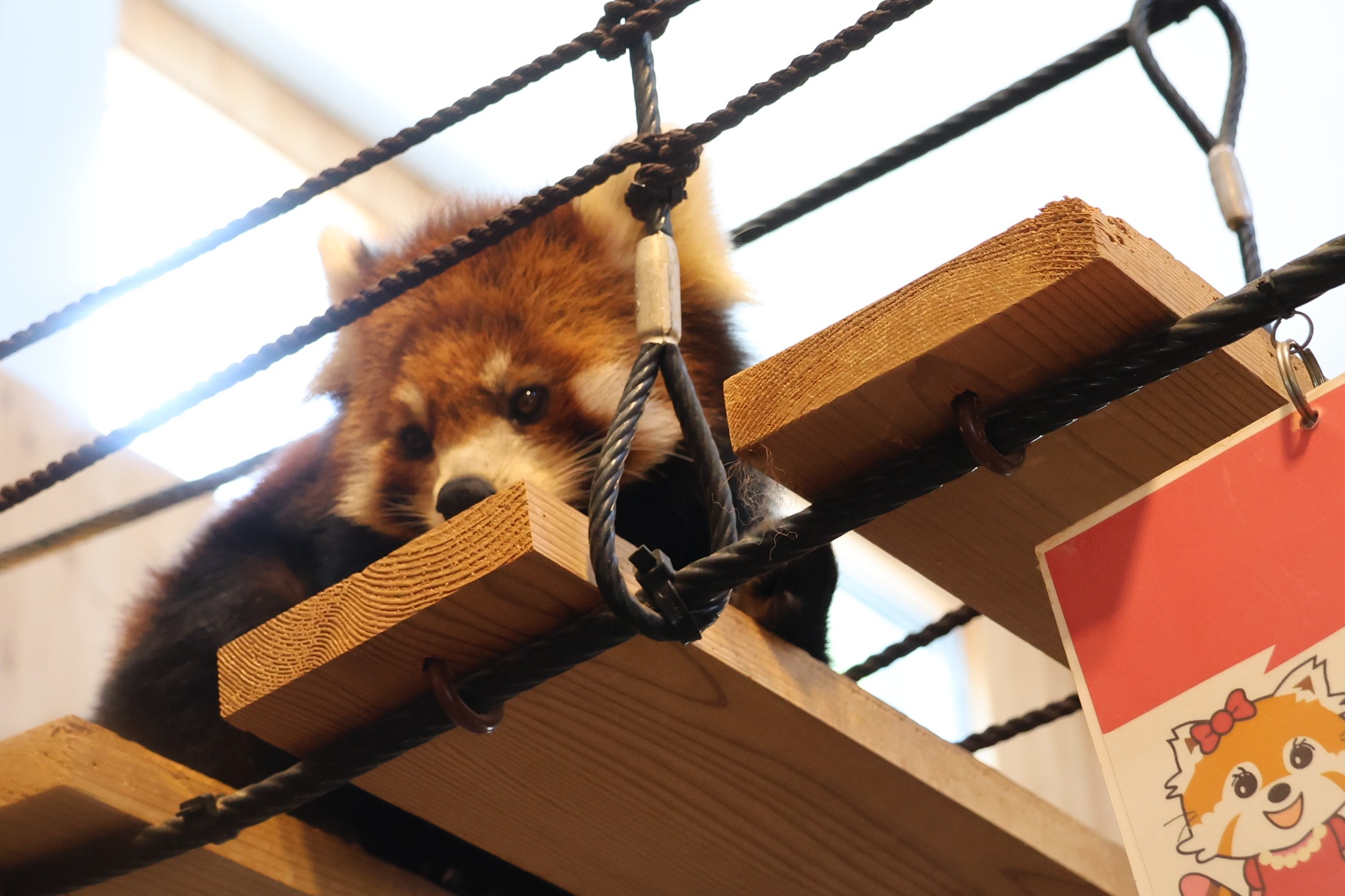 レッサーパンダ FzoNkb8WIAEHwil.jpg