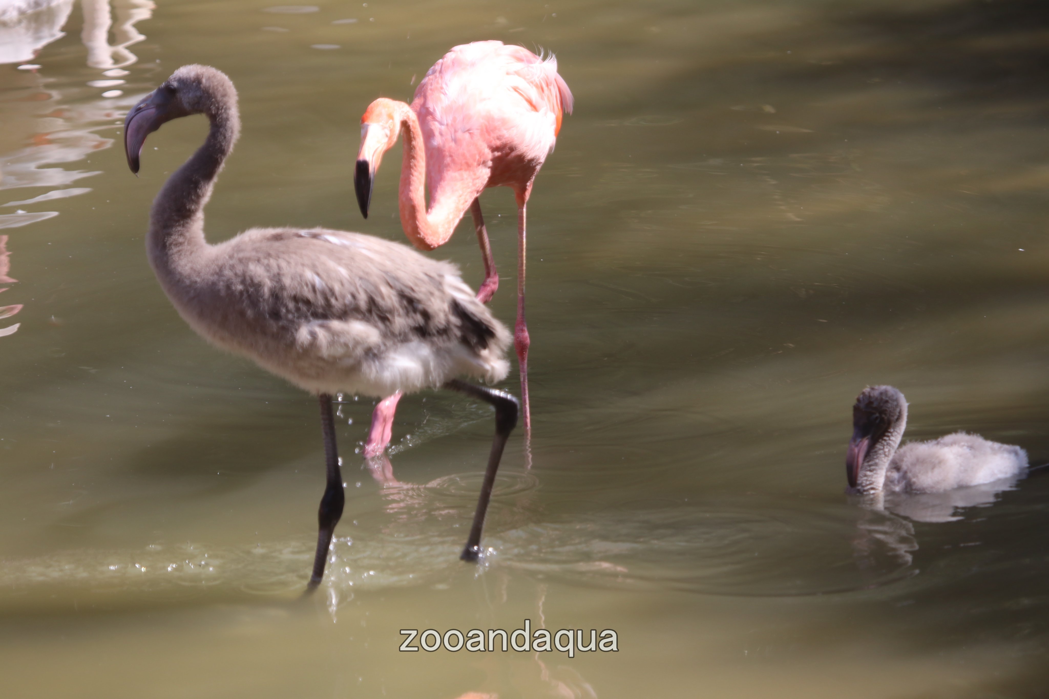 【多分・・本物】動物の〇ちゃんを素材としたプラクルアン。すごい金運＆幸運らしい… 全30体のNFTコレクションをリリースします！その名は「Inanimate