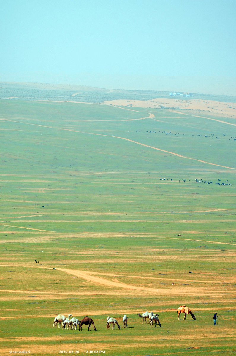 The "Al-Baisiyah" treasure trove in the sands of Thuwayrat, east of the city of #Zulfi, in the Riyadh region, central Saudi Arabia 🇸🇦😍💚...