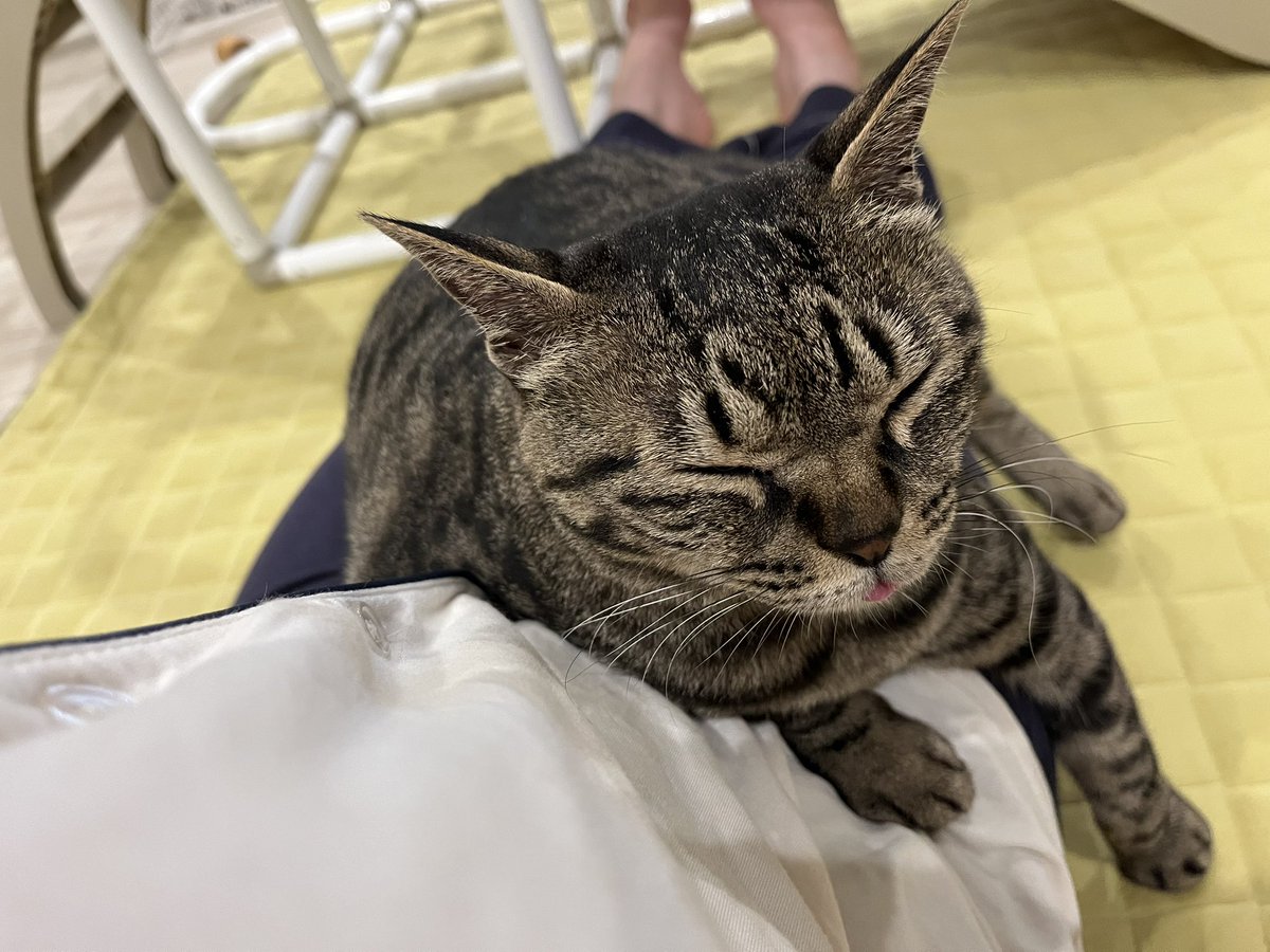 仕事復帰して、家帰ったら電池切れたように何もやりたくない🫠🫠
足がだるすぎて動けない🫠🫠
けど、色々やらなきゃだから動きます🫠🫠
私もはるちゃんみたいにダラんとしたい🐈