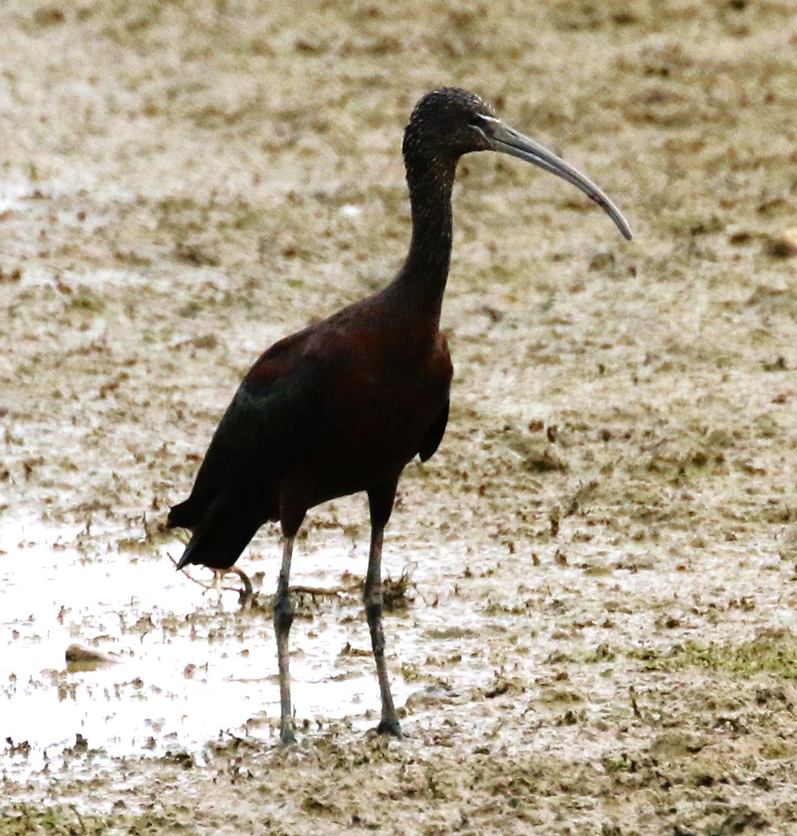 Glossy Ibis at Summer Leys this morning. #northantsbirds <a href="/bonxie/">Mike Alibone</a>  <a href="/NatureUK/">NatureUK</a> #TwitterNatureCommunity <a href="/Natures_Voice/">RSPB</a> <a href="/wildlifebcn/">The Wildlife Trust for Beds, Cambs & Northants</a> <a href="/Britnatureguide/">The British Nature Guide</a>