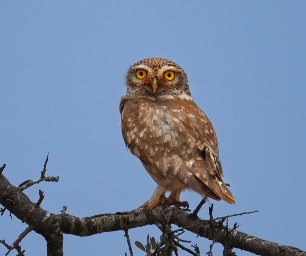 ❤️
Yağmurda gezeriz
Ben sana sarı çiçekler toplarım
Sen koklarsın, derin bir nefes içine..
Dokunuruz birbirimize,öpüşür utanırız
Sen papatyadan fal bakarsın
İçimi hüzün kaplar, eskiye, ben ağlarım
Gözlerimden dökülür, can kırıkları
vedatateş 

Kukumav