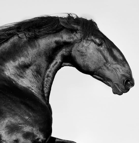 horses are so beautiful