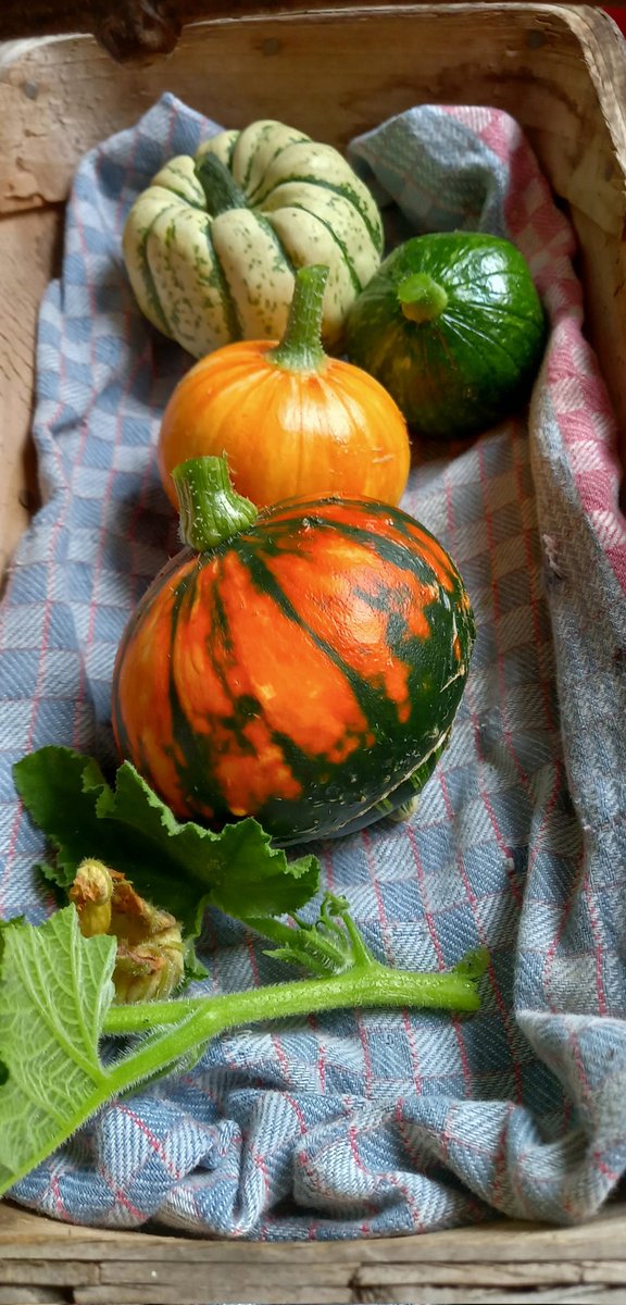 Brian Arnopp - Photographer (@brianarnopp) on Twitter photo Mrs A's first go at growing these ๐๐ Mrs A's first go at growing these ๐๐