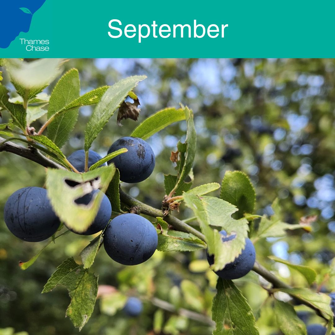 Bringing a splash of blue and purple into our late summer landscape, Blackthorn and the sloes they produce are excellent fruiting trees. The bitter taste when eaten raw may not be a favourite for people, but birds and small mammals find them irresistible! #thameschase