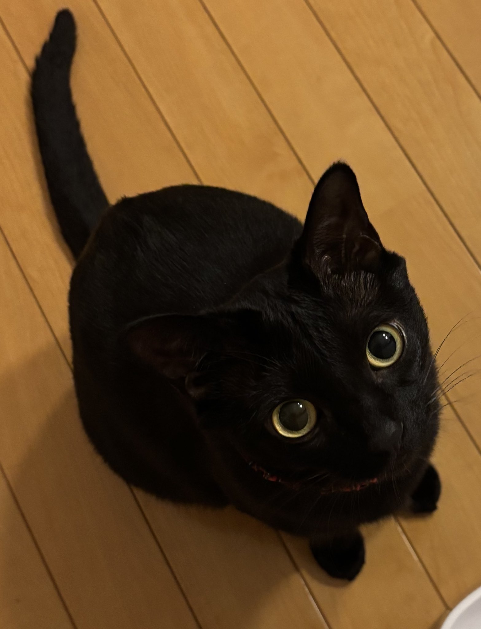 黒猫🐈‍⬛かりん🐾 on X: 