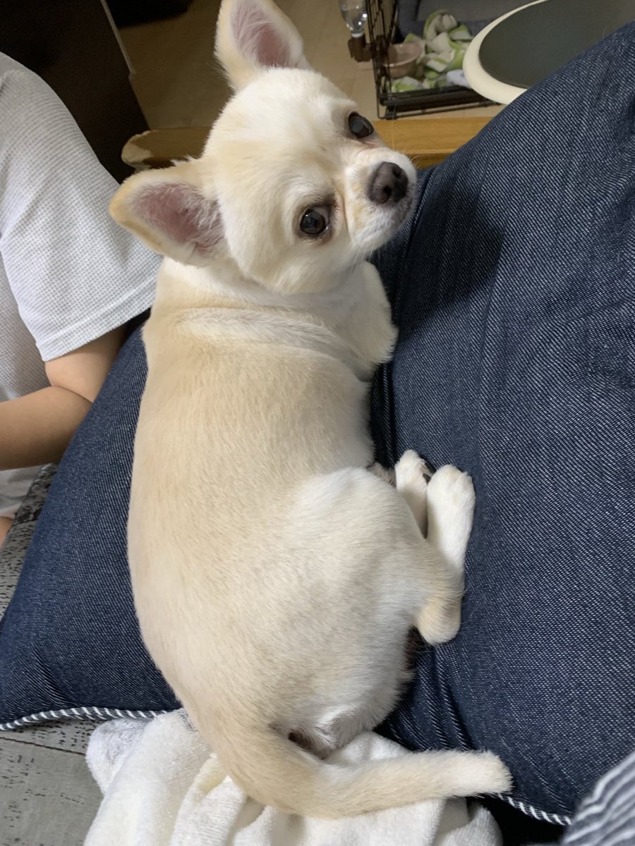 チルさん久しぶりの散髪💈