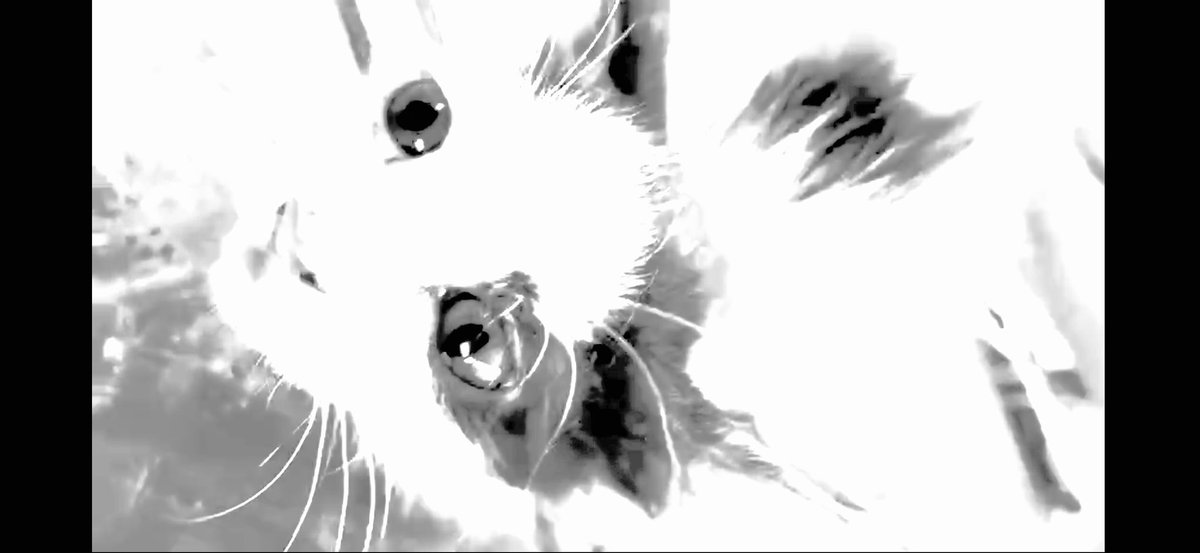SARASA432691's tweet image. You are immobilized, with all four limbs drilled and fastened in place. In that state, your once bright and innocent eyes are forcibly removed with pliers, while your skin is repeatedly and cruelly cut away with scissors. And the kitten is still alive.
The fact that such acts of…