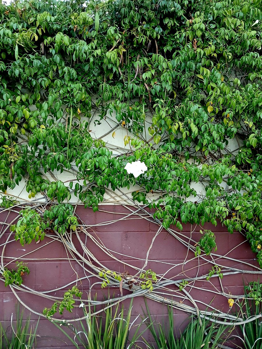 Let it grow 🌱🍀☘️🌿 #SeptemberVibes #Autumn2025 #TwoForTuesday #growagarden