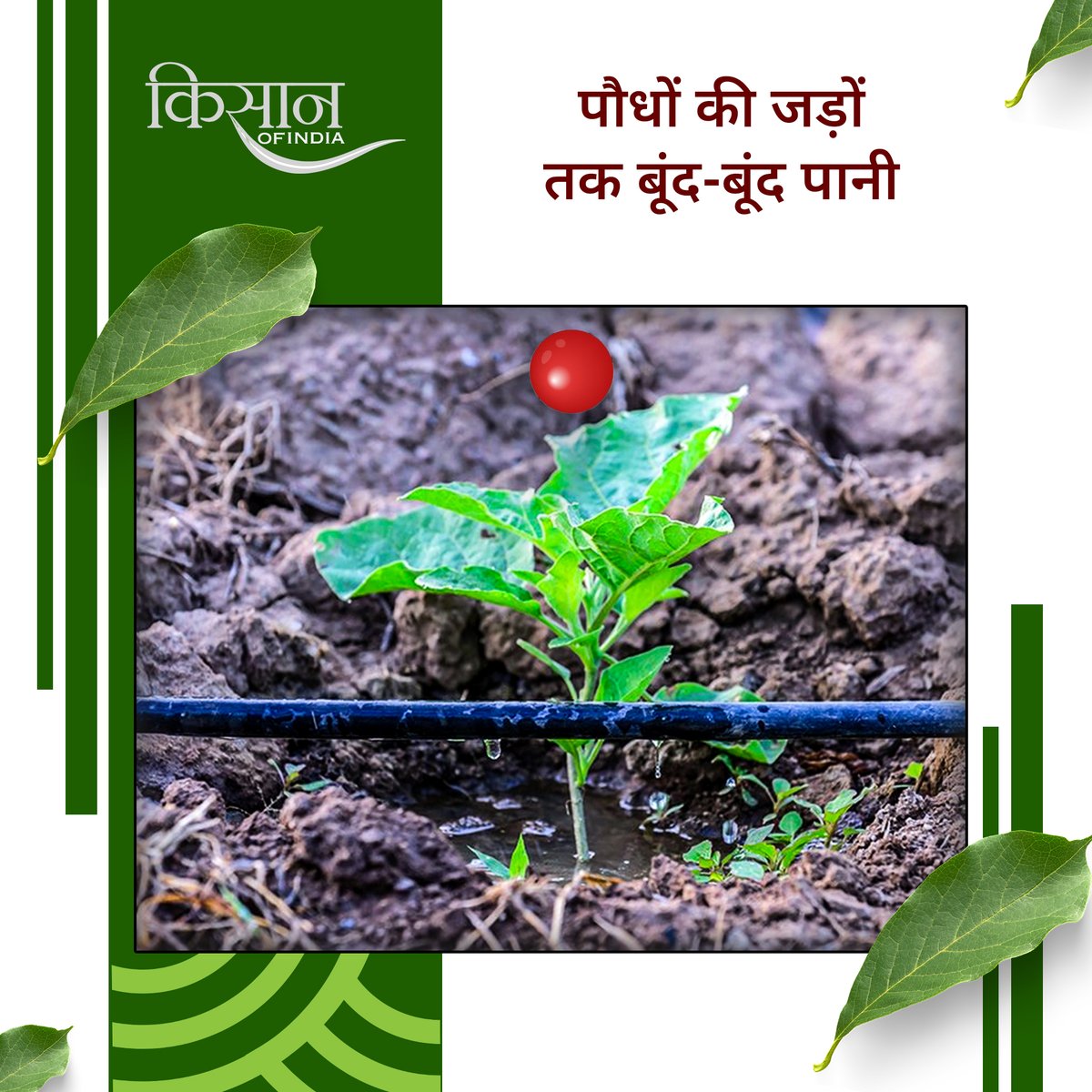 KisanofIndia's tweet image. ड्रिप सिंचाई प्रणाली से पानी की बचत और बेहतर उत्पादन संभव है। यह तकनीक पौधों की जड़ों तक सीधे पानी पहुँचाती है, श्रम लागत घटाती है और साथ ही खाद को भी आसानी से खेतों में पहुंचाती है।

#Kisanofindia #DripIrrigation #WaterConservation #SmartFarming #IrrigationSystem