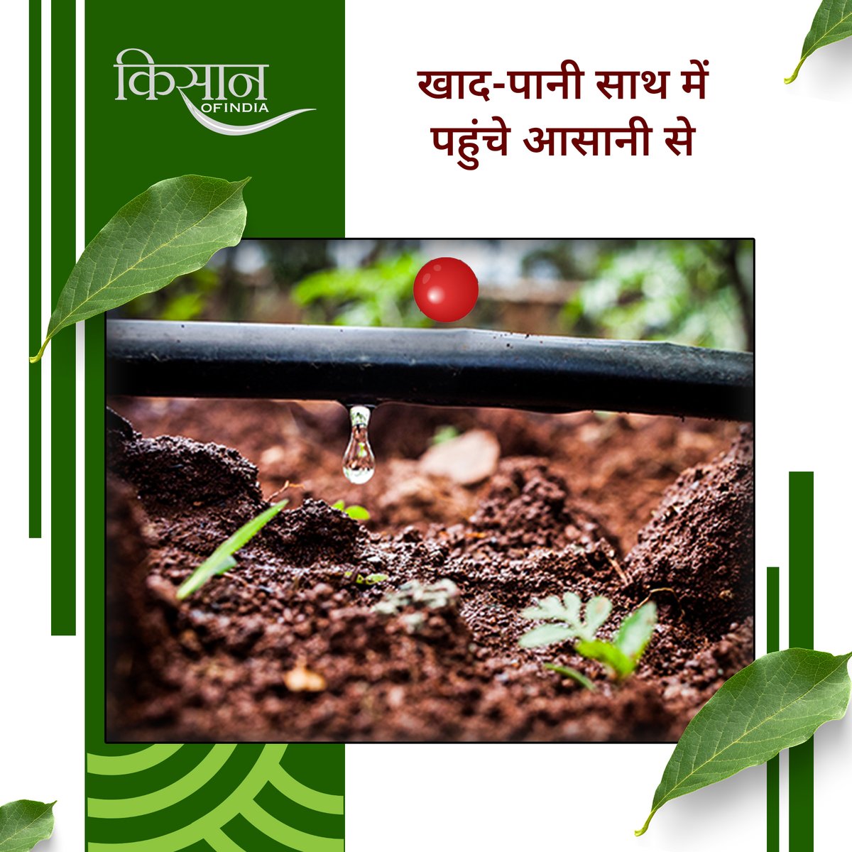 KisanofIndia's tweet image. ड्रिप सिंचाई प्रणाली से पानी की बचत और बेहतर उत्पादन संभव है। यह तकनीक पौधों की जड़ों तक सीधे पानी पहुँचाती है, श्रम लागत घटाती है और साथ ही खाद को भी आसानी से खेतों में पहुंचाती है।

#Kisanofindia #DripIrrigation #WaterConservation #SmartFarming #IrrigationSystem
