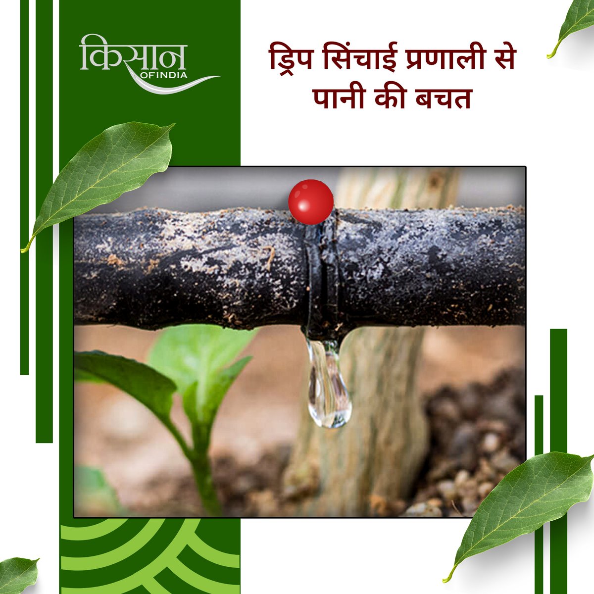 KisanofIndia's tweet image. ड्रिप सिंचाई प्रणाली से पानी की बचत और बेहतर उत्पादन संभव है। यह तकनीक पौधों की जड़ों तक सीधे पानी पहुँचाती है, श्रम लागत घटाती है और साथ ही खाद को भी आसानी से खेतों में पहुंचाती है।

#Kisanofindia #DripIrrigation #WaterConservation #SmartFarming #IrrigationSystem