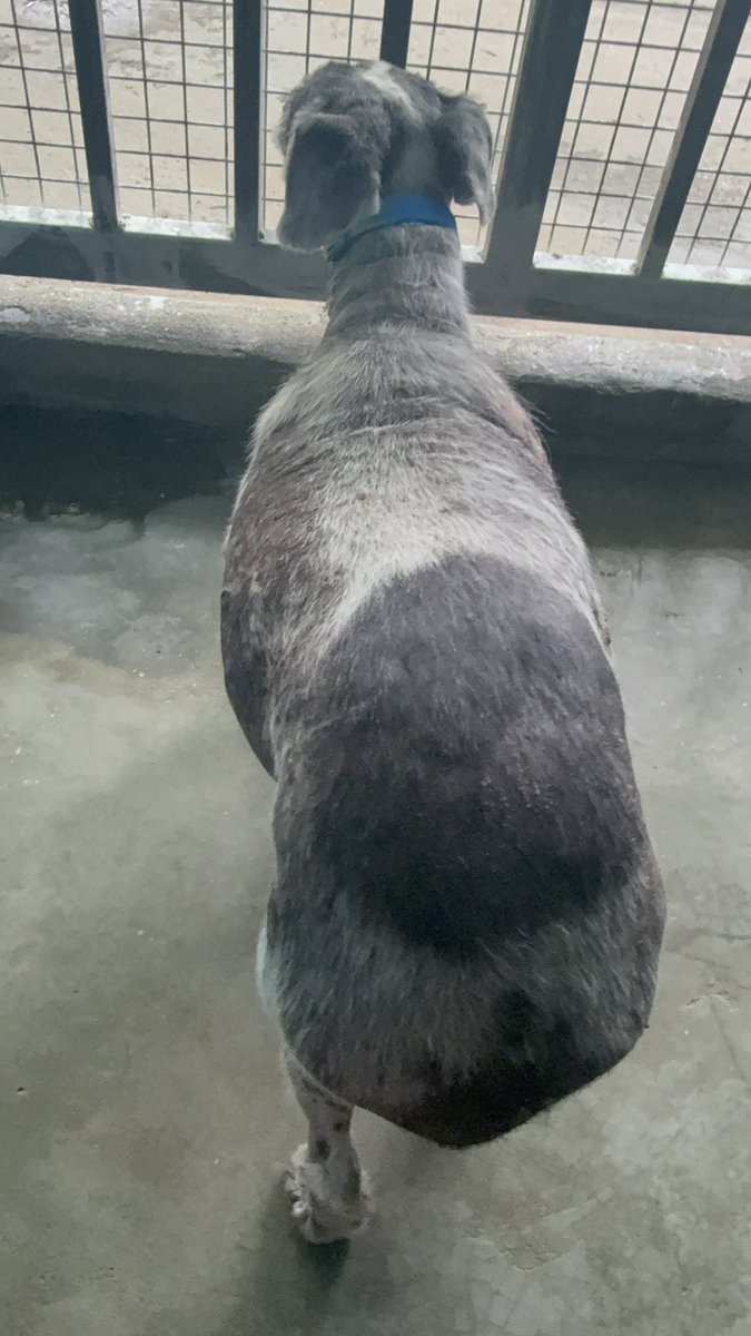 But he has been battling back. You can see the light coming back into his eyes more and more each day. 

His fur is growing back and he is losing weight with our healthy food. (6/8)