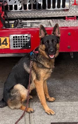 COCO IS MISSING IN MIDTOWN: last seen near 9th and 32nd, she's chipped: 956000018256863. If you've seen or found her please call 800-252-7894 and PLEASE RT COCO!