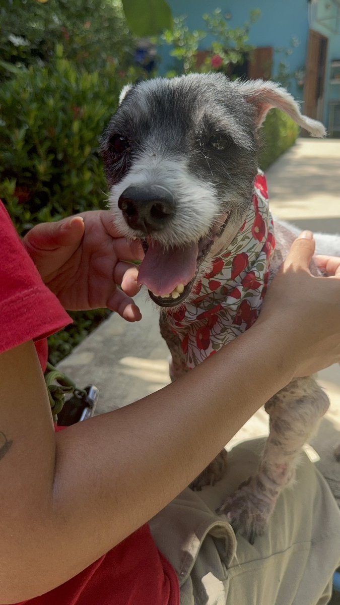 More of him today and some other great dog wins on my insta…

instagram.com/niall.harbison

A follow there helps me and the dogs so much 🥰🙏