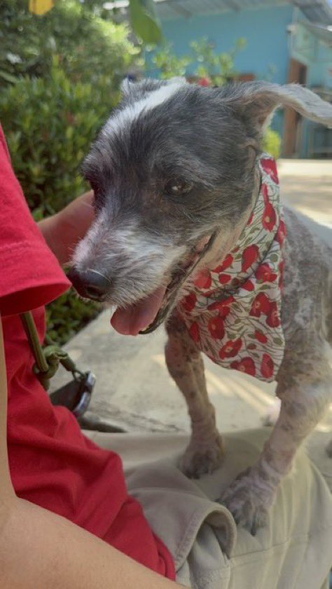 clara bow darrow (@bowdarrow) on Twitter photo <a href="/NiallHarbison/">Niall Harbison</a> Before & after photos of Lil Al are staggering. Part of the reason one grooms any creature is to check for growths, infestation, bad breath, etc.—anything that suggests poor health.
Lil Al was neglected in the worst way. 💔 Under your care, you are helping him get his life back. <a href="/NiallHarbison/">Niall Harbison</a> Before & after photos of Lil Al are staggering. Part of the reason one grooms any creature is to check for growths, infestation, bad breath, etc.—anything that suggests poor health.
Lil Al was neglected in the worst way. 💔 Under your care, you are helping him get his life back.