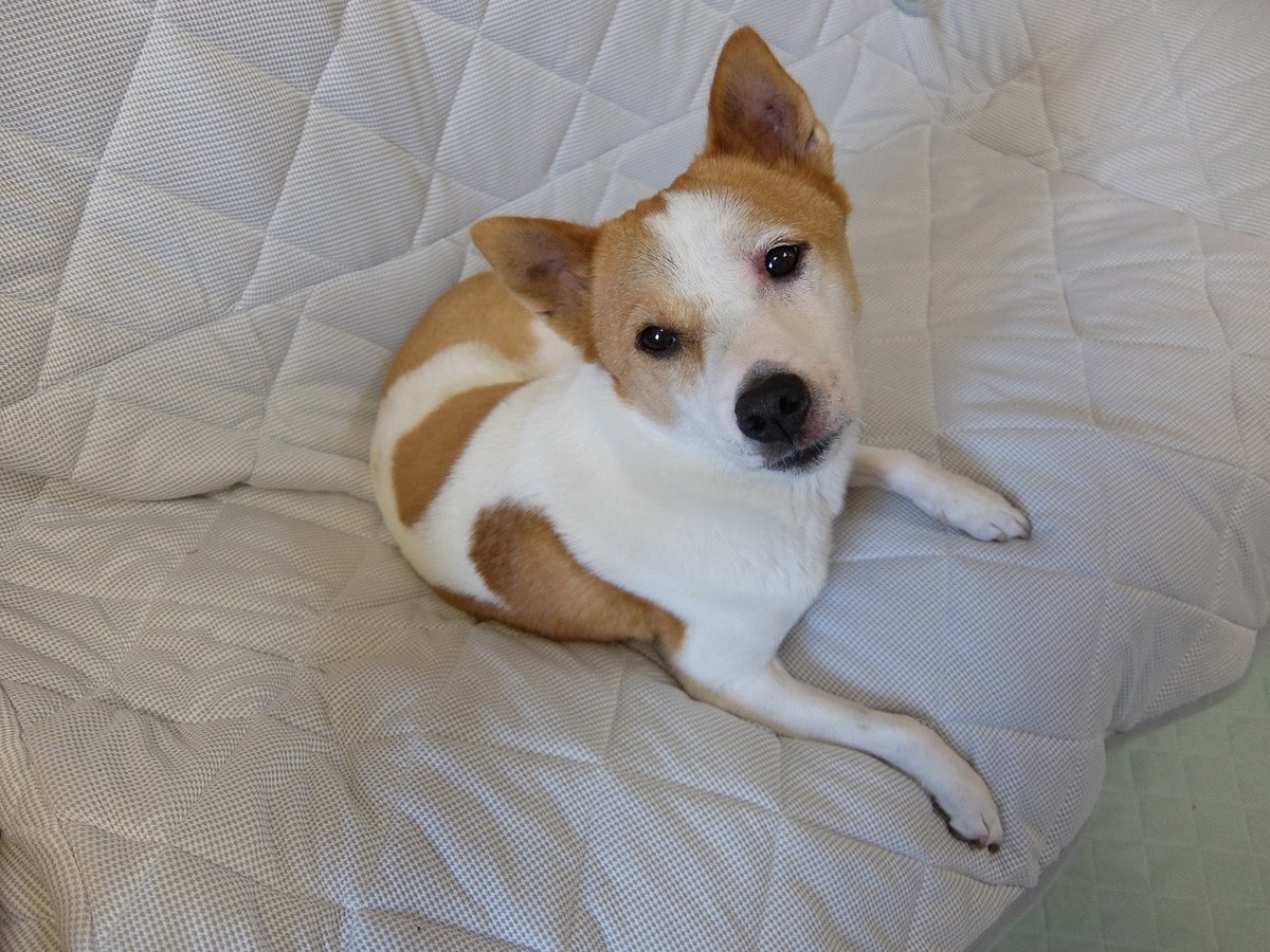 けやきは私とふたりきりの時は
「対」で、家族がそろって3人に
なると途端に「群れ」の感覚に
なってるような気がする。

1対1の時は別々の部屋で過ごす
こともあるのに、群れの時は絶対
に離れようとしない。