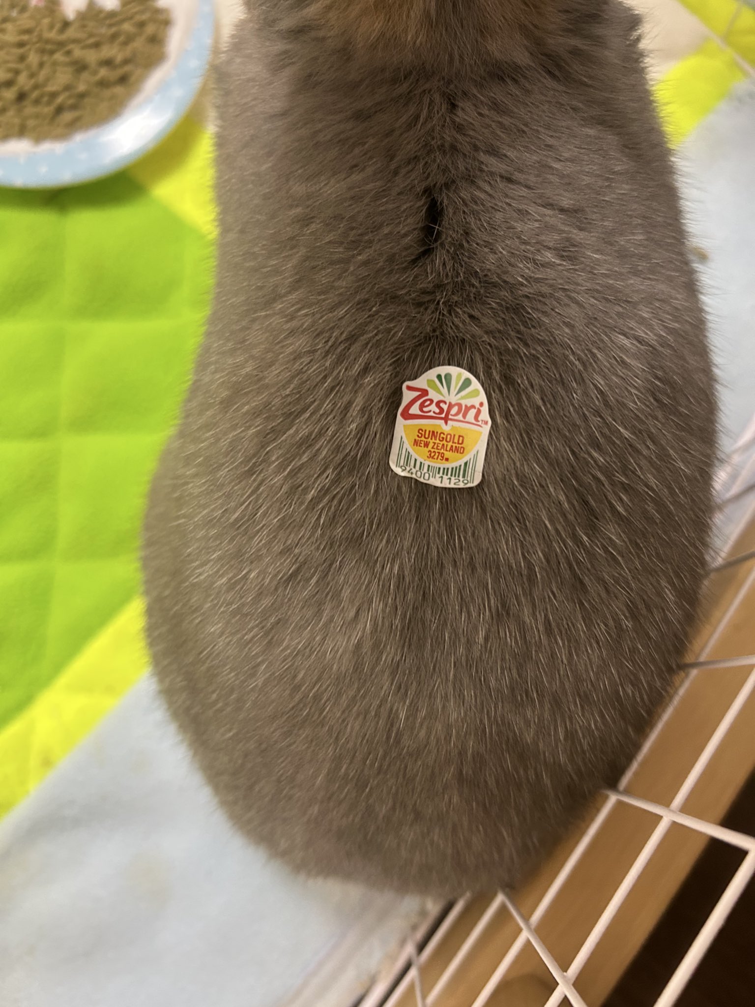 うさぎ_(・×・_∪⌒)ο おもち (@omochi20210117) • Instagram photos and videos