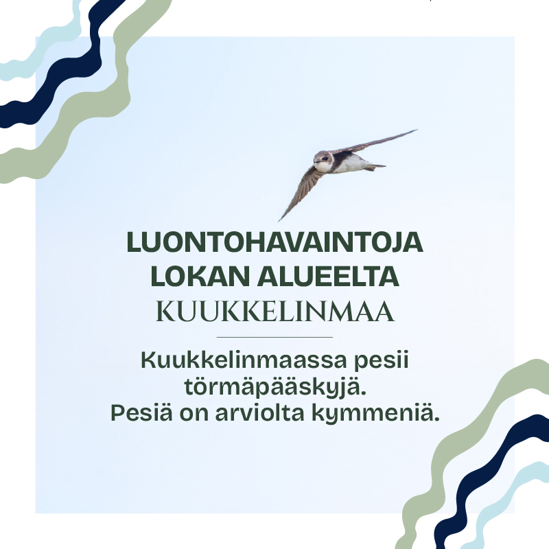 Kuukkelinmaassa on pesivä törmäpääskypopulaatio. Pääskyt jatkoivat rauhassa touhujaan ja me menimme eteenpäin rantautumatta. Kuva: Olli-Pekka Karlin. Lisää LUMO-ohjelmasta: bit.ly/45pzGY7 #Kuukkelinmaa #LUMO #KemijokiOy #biodiversiteetti #monimuotoisuus