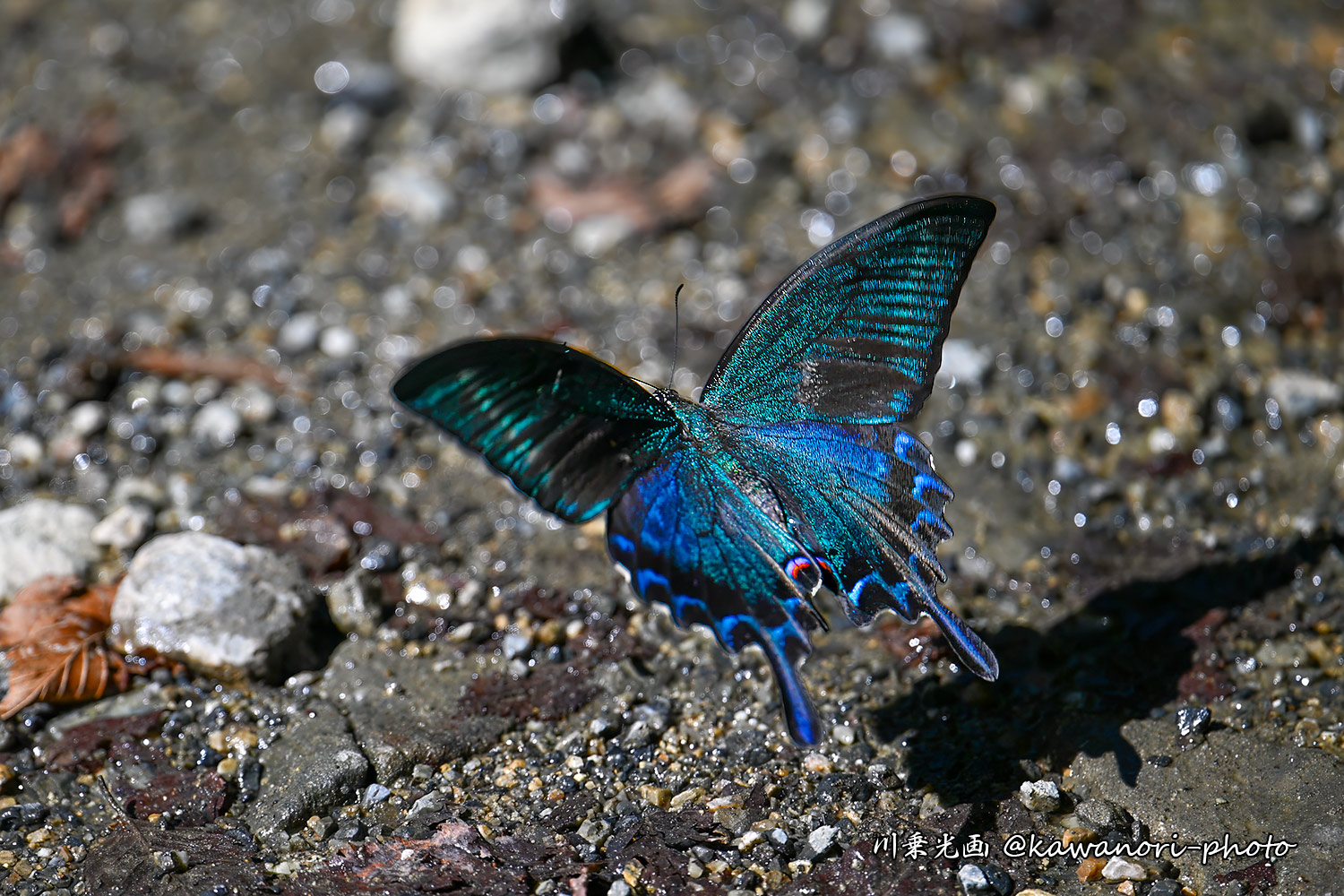 山百合に訪れるカラスアゲハ カワノリ on X: 