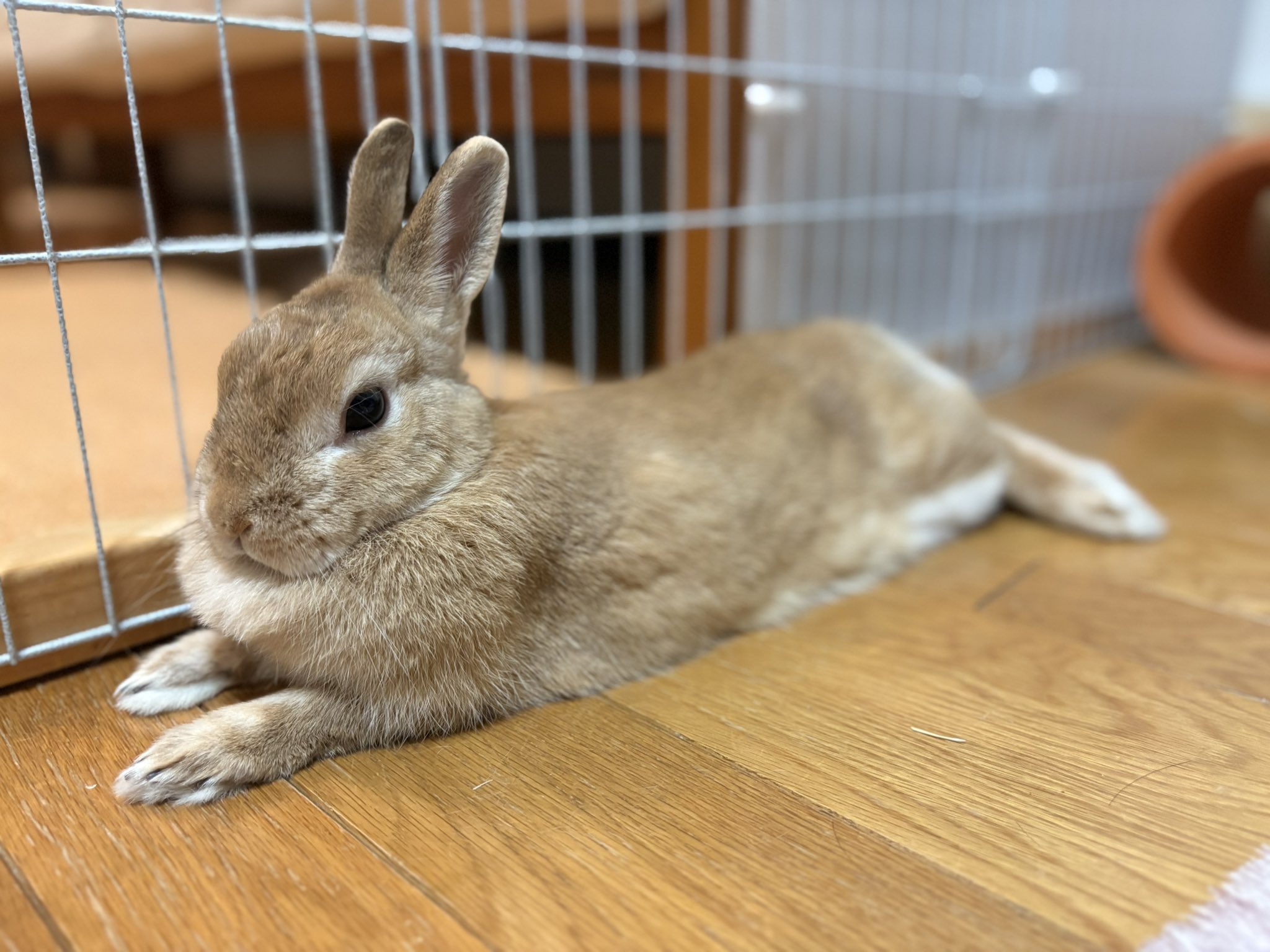 うさぎさん専用 うさぎのしっぽ通販は、『うさぎと暮らす83号』を全国へお届け