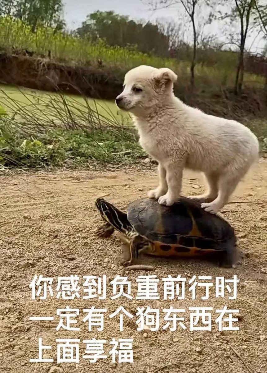 Silent Bird (@silencegvq) on Twitter photo 