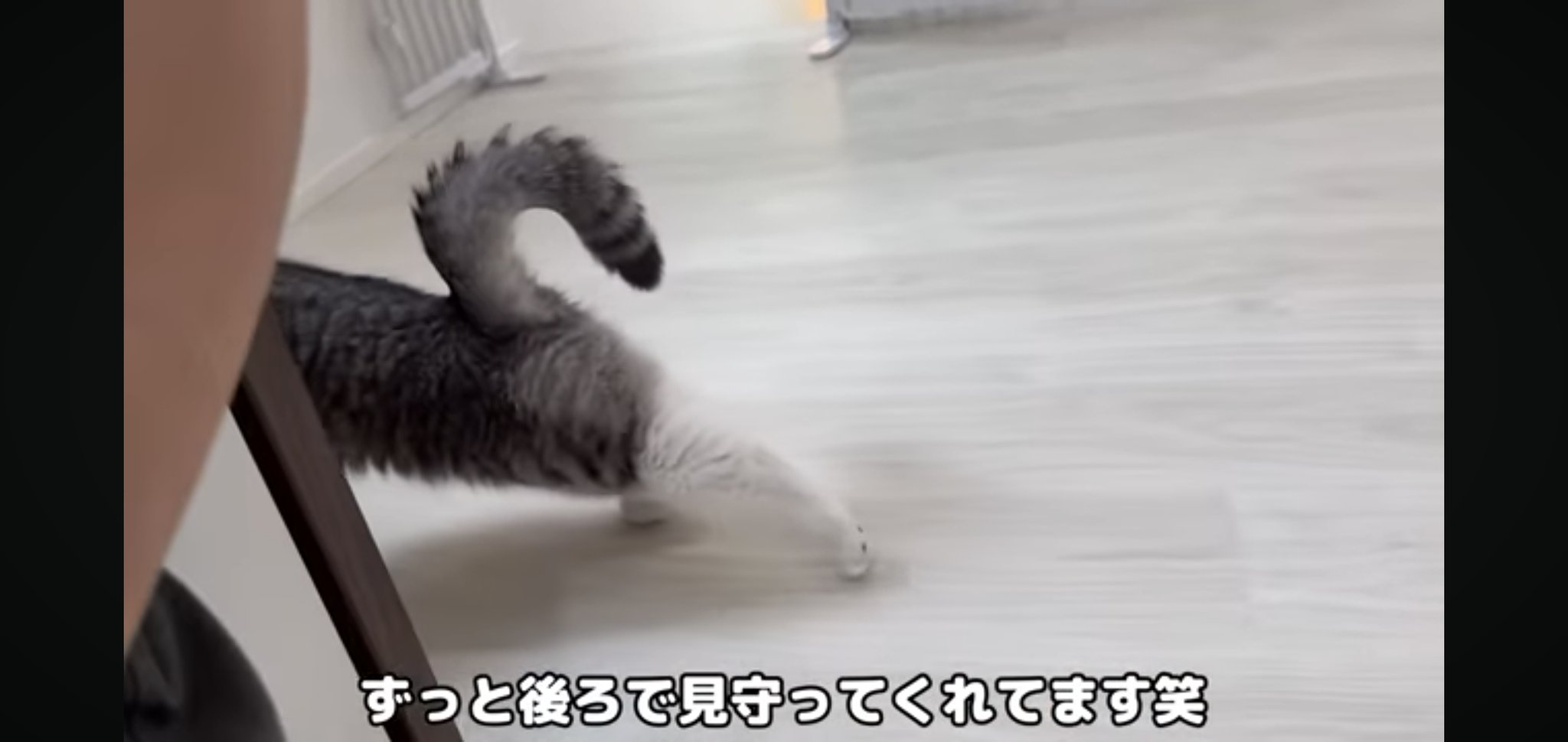 もち様 This cat loves his owner's T-shirt so much that he won't let