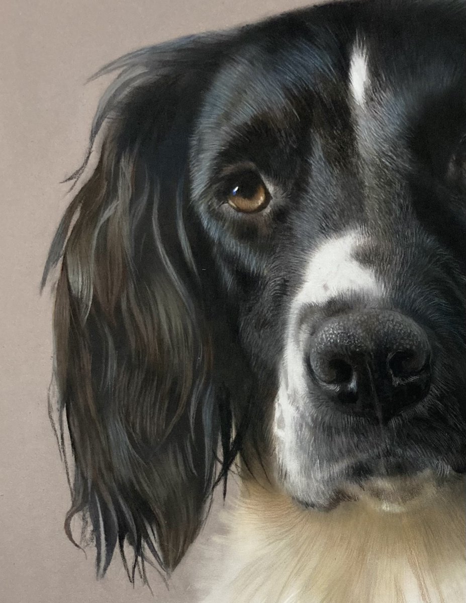 Progress on "Hope". One side isn't too far off the other side is proving to be a little trickier, fingers crossed will all work out. Pastel pencil and soft pastel on pastelmat 🐕🙂. #art #dogart #petportrait #pastels #pencil #pencilart #pencildrawing