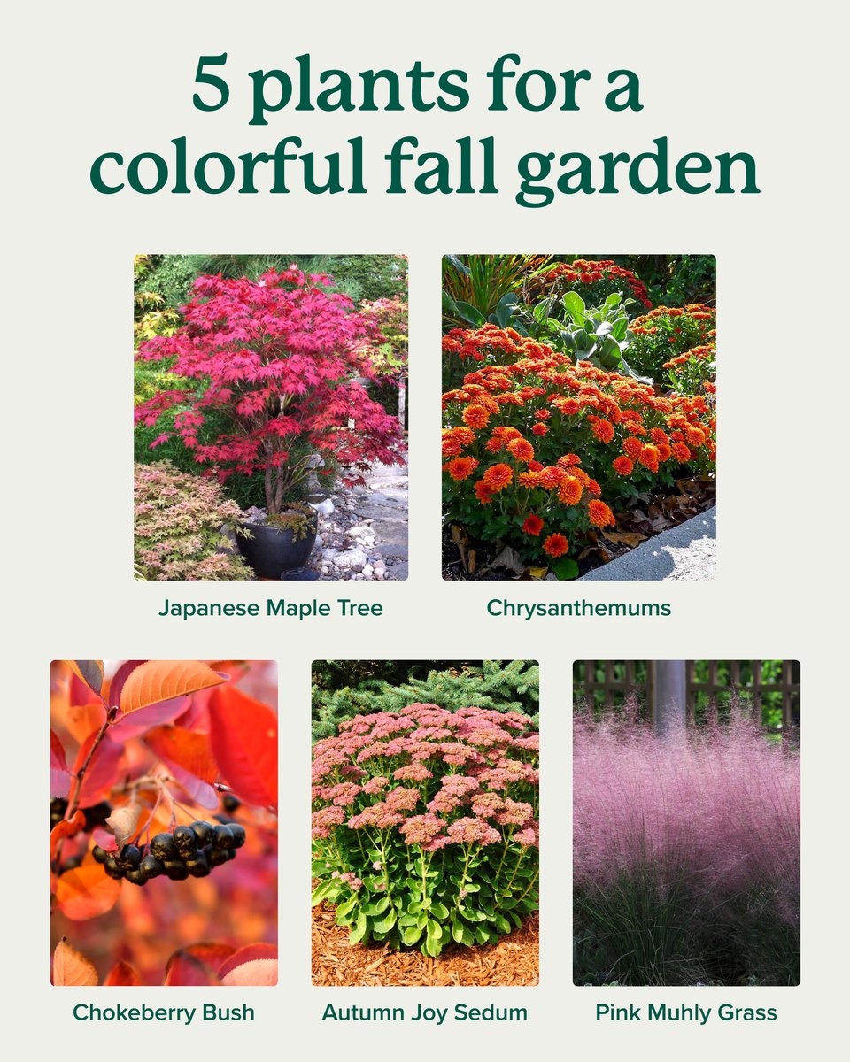 Fall doesn’t mean your garden has to fade! 🍁🌼 These 5 plants bring bold color to your yard all season long. From fiery foliage to vibrant blooms, they’ll keep your landscape glowing well into autumn. 

Which one is your favorite for fall color?