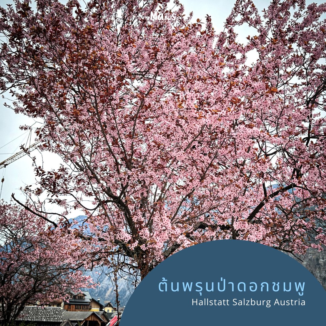 marsofstories's tweet photo. 🌸 ดอกพรุนป่าที่มีหน้าตาเหมือนดอกซากุระญี��ปุ่น บานเต็มต้นช่วงเดือนเมษายน ที่หมู่บ้านฮัลล์สตัทท์ หมู่บ้านมรดกโลกที่ประเทศออสเตรีย เพิ่งเคยเห็นครั้งแรกว่าดอกพรุนป่าพอบานเต็มต้นแล้วสวยมาก ที่หมู่บ้านเค้าปลูกอยู่ริมถนนทางเดินเข้าหมู่บ้านเป็นแนวยาว ต้นน้องขึ้นกล้องมาก เพราะต้นจริงสีชมพูสวยสดสุดๆ 
#marsnomad
#TravelLife
#SeeTheWorld
