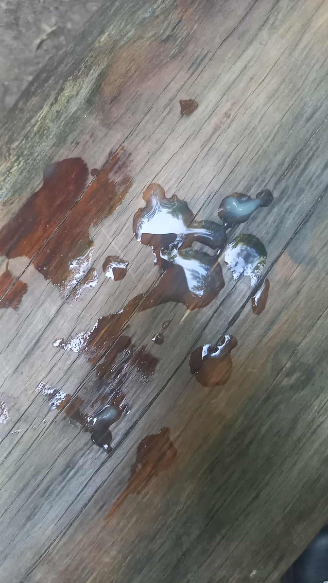 Ups...

<a href="/nikolajism/">Nikolaj Tange Lange</a> and me had fun, in the forest