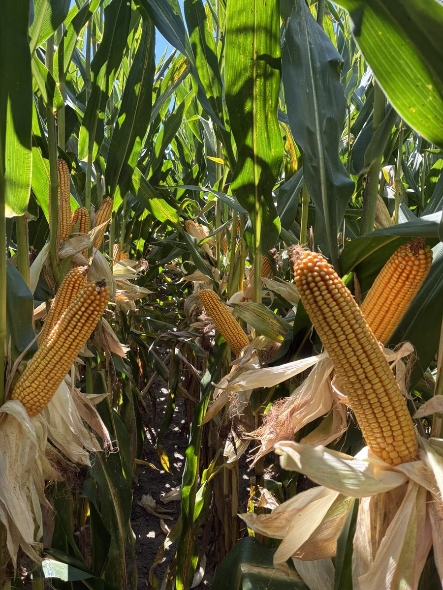 Jason Mauck tweet media