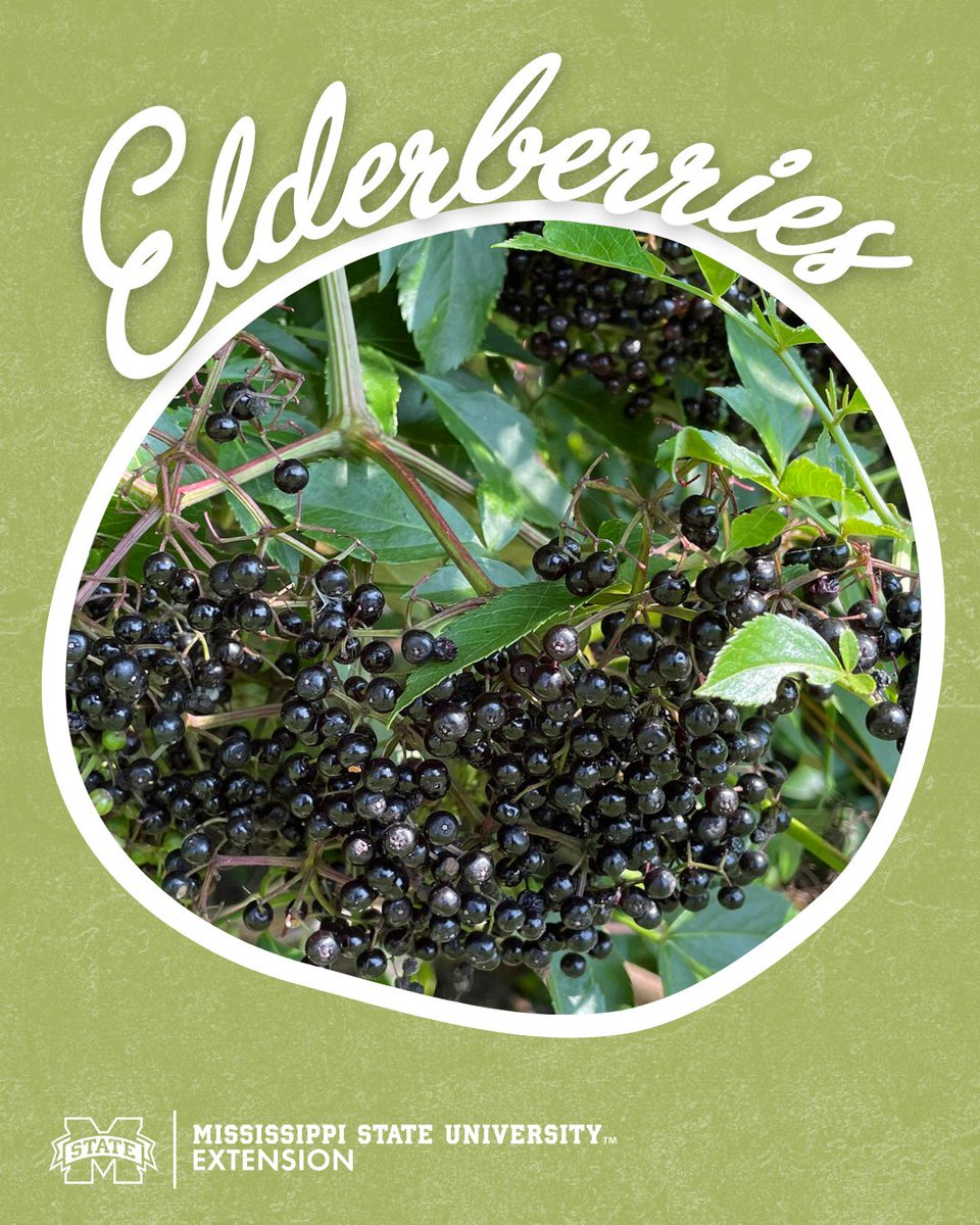 Elderberry is a plant native to North America that has received a lot of attention lately from people who claim health benefits from drinking its berry juice.

Learn more here: extension.msstate.edu/news/southern-…

#GrowWithExtension #MSUext