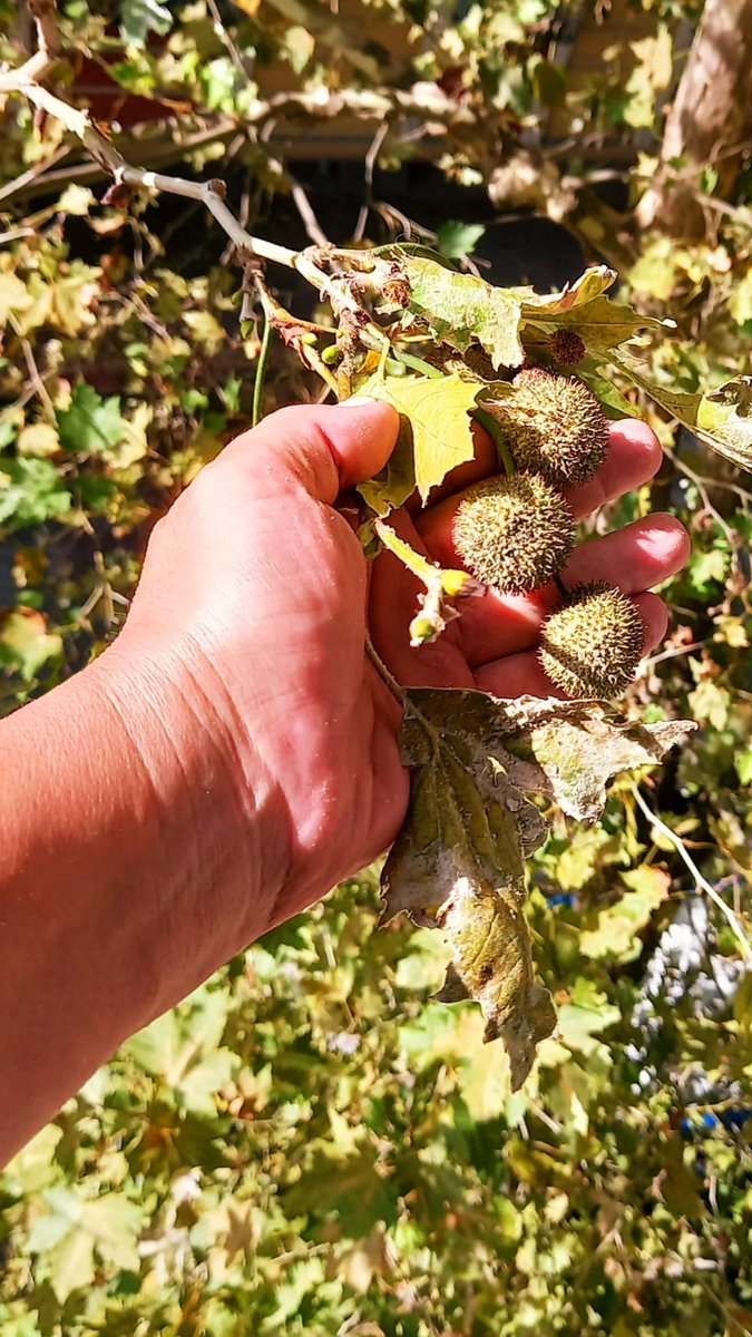 Çınar güçlü, uzun ömürlü, dayanıklı, yüce anlamına gelir.
Aynı zamanda sonsuz sevgiyi de temsil eder.
Mevsim geçişinde biraz sararmış ve kurumuş olabilir ama kaçımız penceremize dayanan bir çınarı elimizi uzatıp böyle sevebiliyruz?
Verdiği huzuru ve enerjiyi bir düşünsenize...