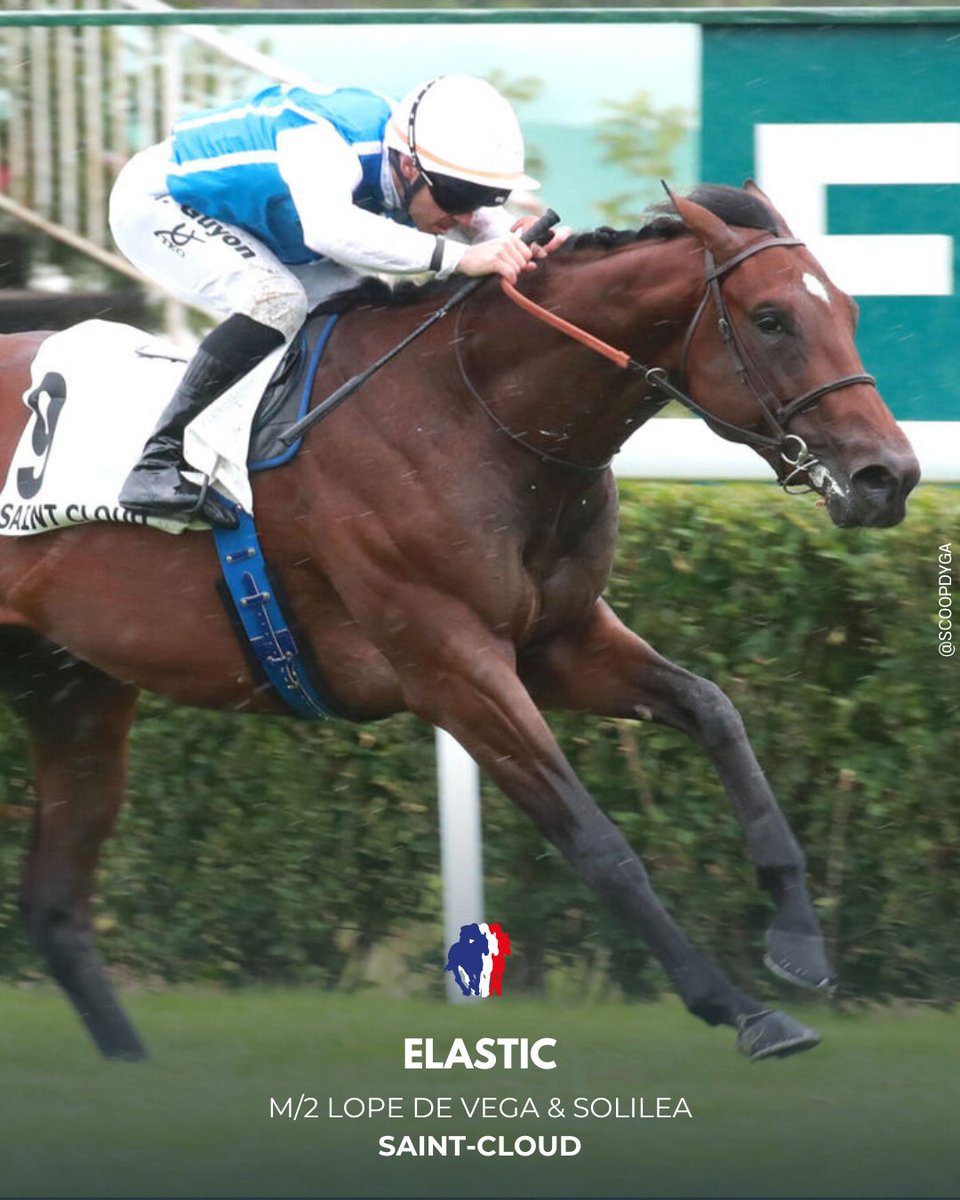 🏆 PRIX KENDOR (Maiden), SAINT-CLOUD
Elastic (RS) (Lope de Vega <a href="/BallylinchStud/">BallylinchStud</a>) ne tarde pas à ouvrir son palmarès ! Le représentant Wertheimer &amp; Frère, entraîné par <a href="/teamchferland/">CH Ferland Racing</a> , s’impose avec chic et décroche son label JDG Rising Star.
#JourdeGalop