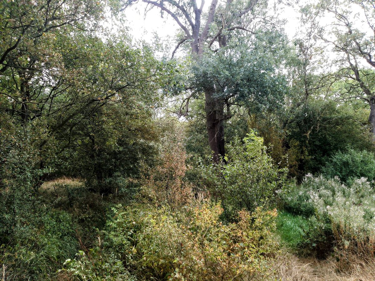 #OldPoorsGorse , near the Village of Old , but now nearer the new village of Mawsley, which is also near the original disappeared #Mawsley, which is nearby another wood....wait for it ... #MawsleyWood 
#PhilOnaBike  #MawsleyLostVillage #WoodlandWednesday #Treepeople