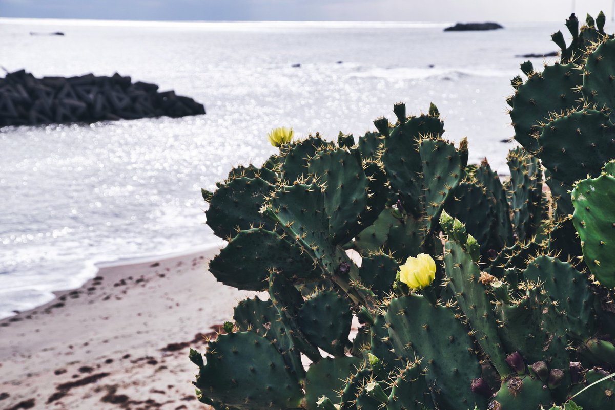 エン/はばねろ tweet media