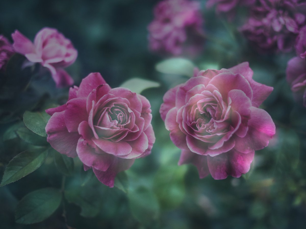 エン/はばねろ tweet media