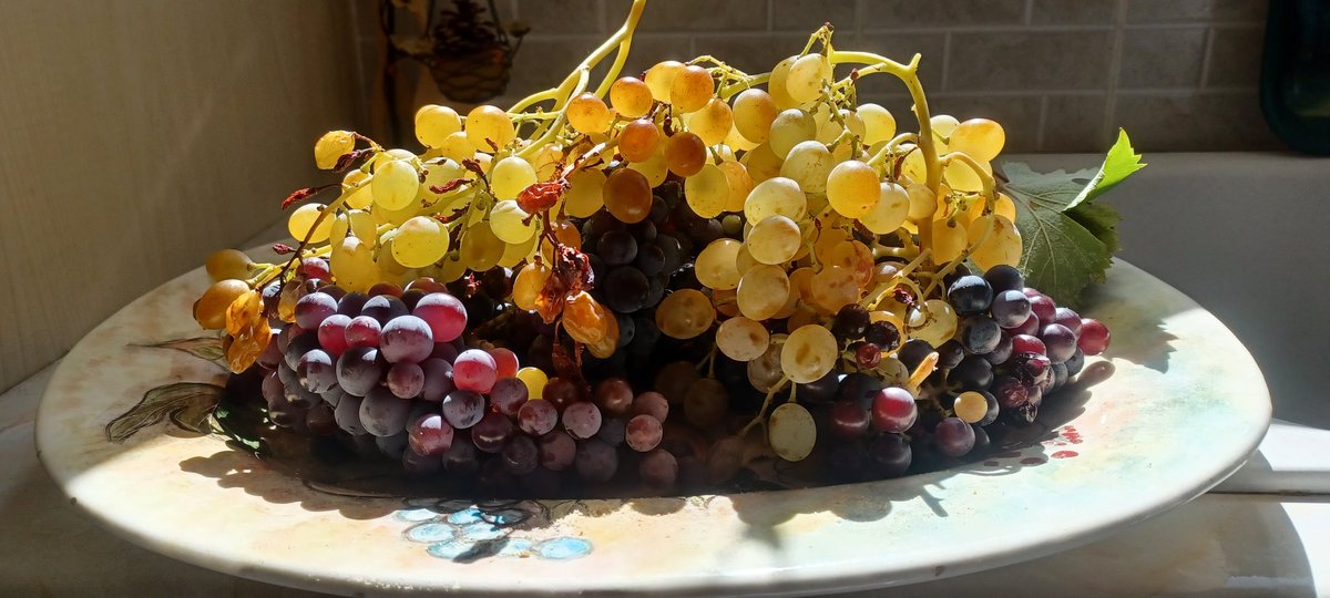 #grapes

 #august #latesummer #country #Village #lidoriki #greece