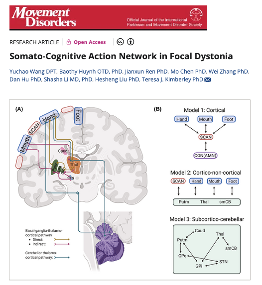 MichaelOkun's tweet photo. A new study in Movement Disorders highlights the role of the somato-cognitive action network or SCAN in focal dystonia. Today marks the start of the DBS Think Tank and I will be asking Nico Dosenbach: When you keynoted the DBS Think Tank a few short years ago, did you imagine the impact of SCAN imaging on decoding so many diseases? Could this most recent dystonia study help us to reshape how we think about task-specific voice and hand disorders?
Key Points:
- SCAN connectivity was abnormal in both laryngeal and hand dystonia, regardless of which body part was affected.
- Persons w/ dystonia showed higher SCAN connectivity w/ vocal regions and lower connectivity w/ the cingulo-opercular network suggesting impaired communication between intention and action.
- An exploratory analysis revealed an asynchronization between SCAN and the cerebellum pointing toward a potential shared pathological mechanism in dystonia.
My take: The somato-cognitive action network introduced by Gordon and Dosenbach has been helping us put together a lot of missing puzzle pieces for many diseases. Though this study was small, there were 5 points that resonated w/ me about dystonia and SCAN: 1- Dystonia is not just a muscle problem, it involves brain networks that link thinking to movement. 2- The SCAN is a brain hub that helps translate intention into action and it appears disrupted in dystonia. 3- Abnormal SCAN activity was found in both voice and hand dystonia suggesting a potential common cause. 4- The brain’s normal balance between SCAN and the cerebellum was altered, which may explain some dystonia symptoms. 5- Understanding these network changes may open doors to new treatments and possibly brain stimulation targets.
https://t.co/mTuhegf3Yv @ndosenbach @DBSThinkTank @ParkinsonDotOrg @dmrf #dystonia @TylersHope @SfNtweets @FixelInstitute