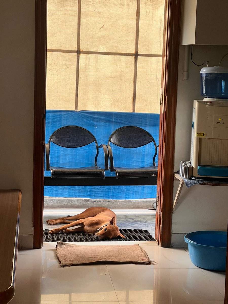 drgunjanpuri's tweet image. #communitydogs #indie #peace 
he sleeps in shade and on the mat when its hot .