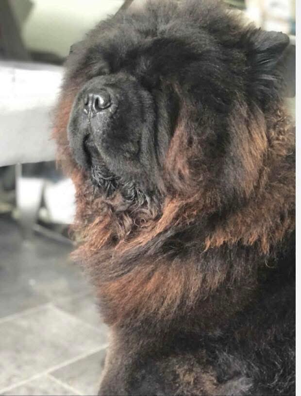#StolenDogHour 
Have you seen Cipriani?He may have a different name?Did u adopt him from #SaveaPaw  in #Billericay he’s a 5/ 6 year old #ChowChow all we want to know is that he is safe and well, pls get in touch with any info TY 
doglost.co.uk/dog/199844
<a href="/Number1essexgir/">number1essexgirl</a> <a href="/HunnyJax/">Stolen Missing Longtimelost 🐾Where Are They All</a>