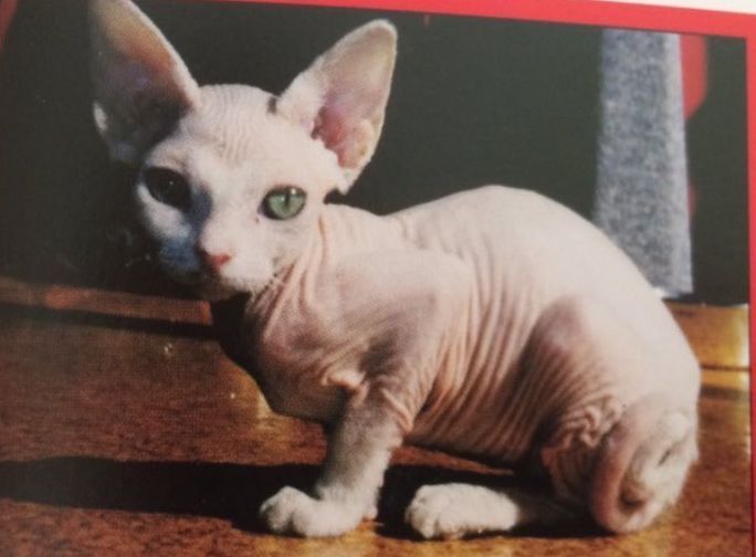 Akira Toriyama's cat named "Debo" the inspiration behind the design of Beerus